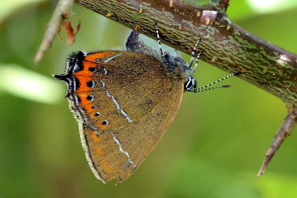 Бабочки США с фото и описанием - Хвостатки