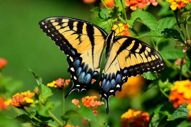 Бабочки США - ТОП-10 видов с фото, названиями, описанием