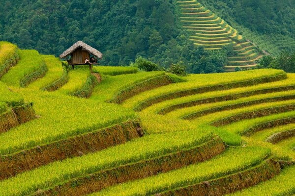 Рисовые террасы на Филиппинах