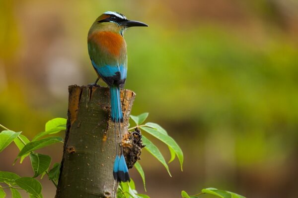 Птицы Коста-Рики с фото и описанием вида - Синешапочный момот