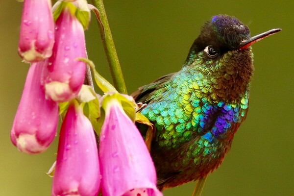 Птицы Коста-Рики - Огненногорлый колибри