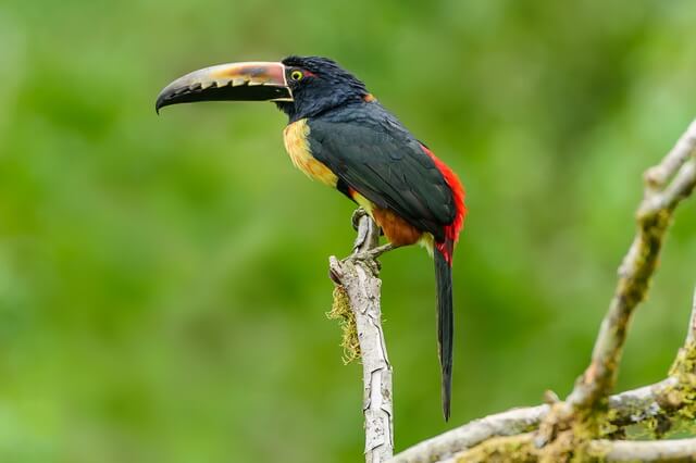 Птицы Коста-Рика - основные виды с фото и описанием