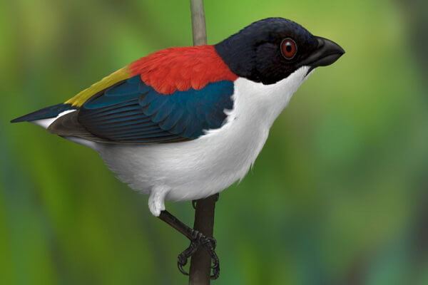 Птицы Филиппин с фото и описанием - Четырёхцветный цветосос или дятел Себу