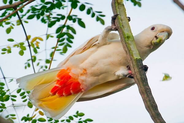 Птицы Филиппин с фото и описанием - Филиппинский какаду