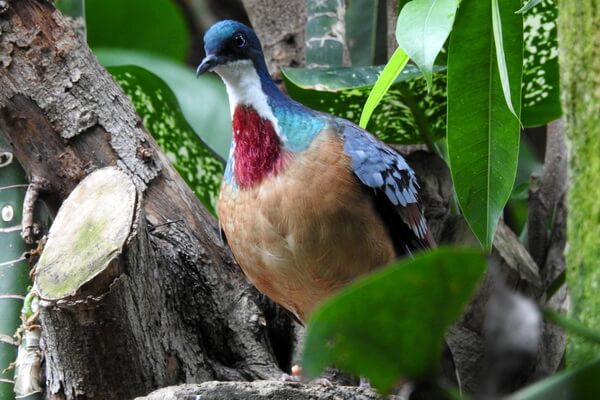 Птицы Филиппин с фото и описанием - Минданаосский куриный голубь (Голубь с кровоточащим сердцем)