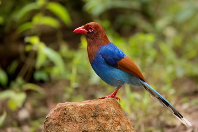 Птицы Шри-Ланки - пернатые эндемики страны