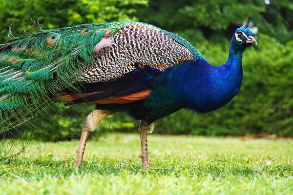 Животные голубого и синего цвета с фото и описанием - Индийский или обыкновенный павлин