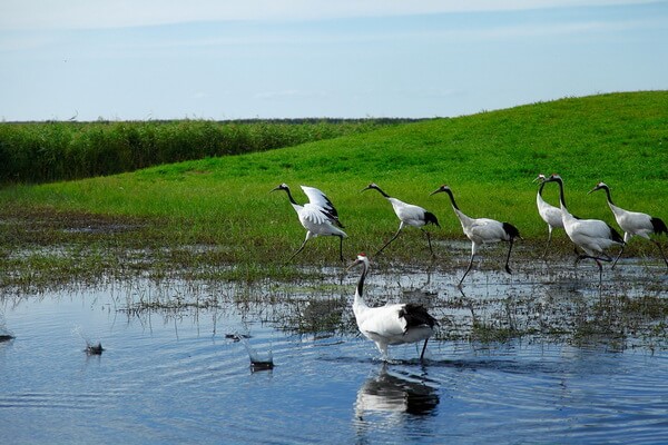 Птицы, живущие на болоте - Журавли