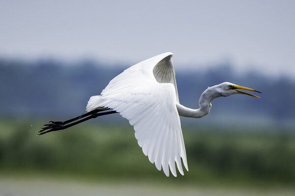Виды болотных птиц с фото, названиями и описанием - Белая цапля