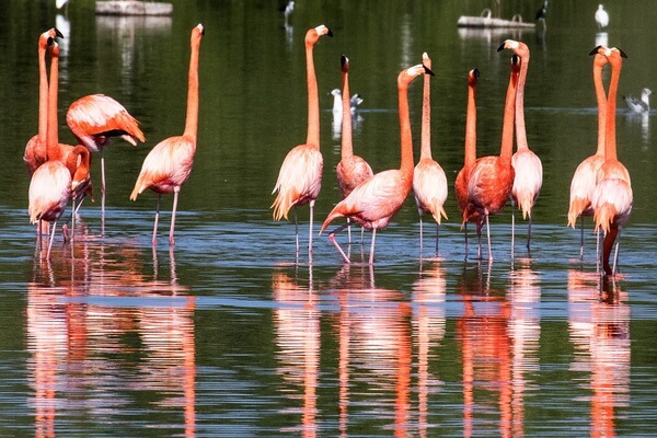 Птицы, живущие на болоте - Фламинго