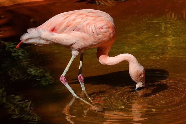 Виды болотных птиц с фото, названиями и описанием - Фламинго