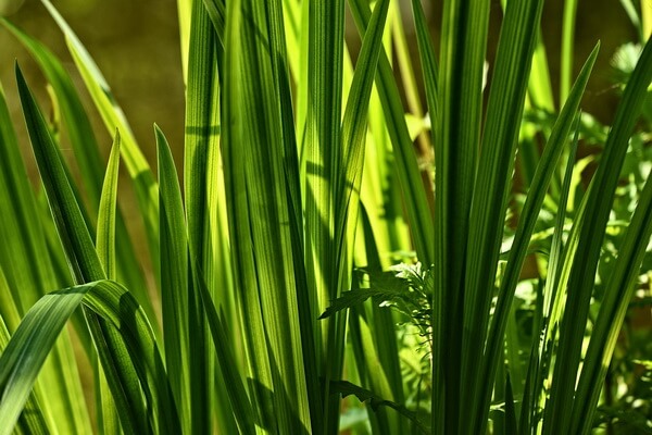 Болотные растения с фото и описанием - Аир болотный