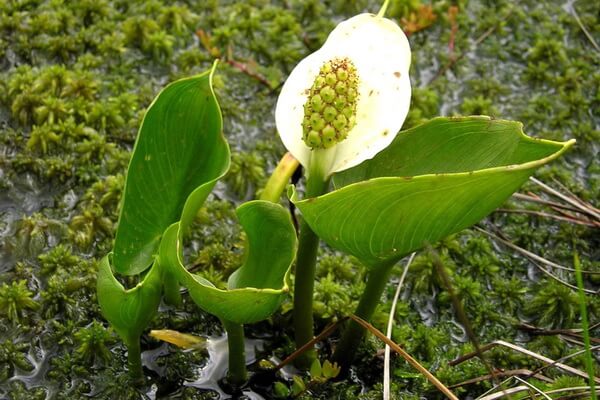 Болотные растения с фото и описанием - Белокрыльник или калла болотная