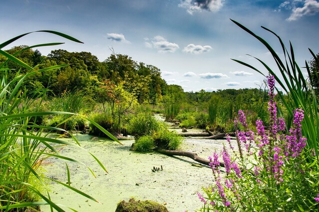 Флора болот - список болотных растений с фото и описанием