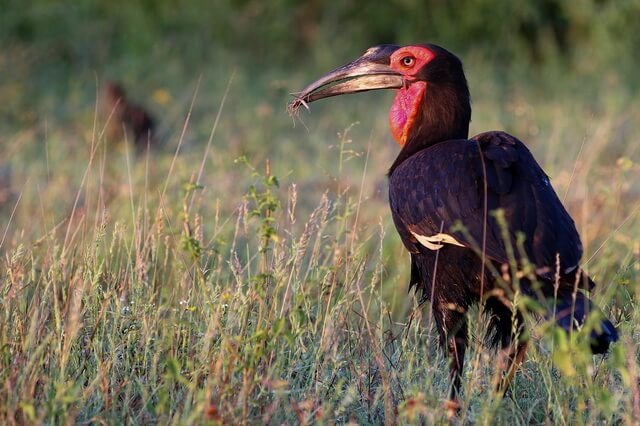Большие птицы Африки - фото, названия, описание