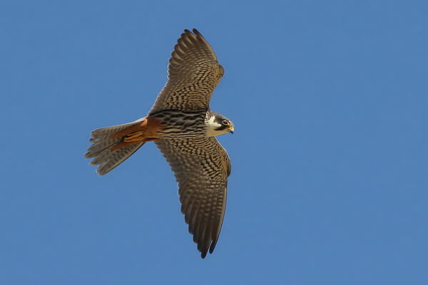 Самые быстрые летающие птицы в мире с фото и описанием - Чеглок