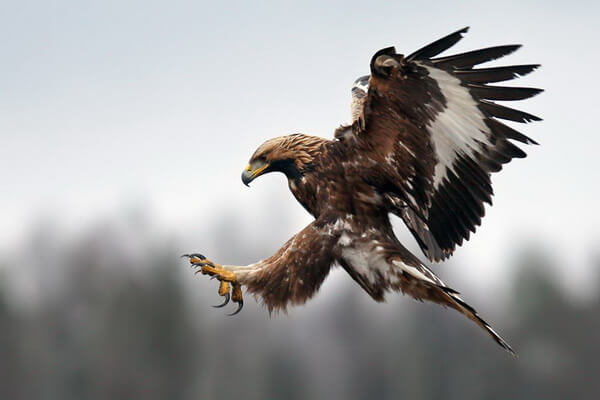 Самые быстрые летающие птицы в мире с фото и описанием - Беркут