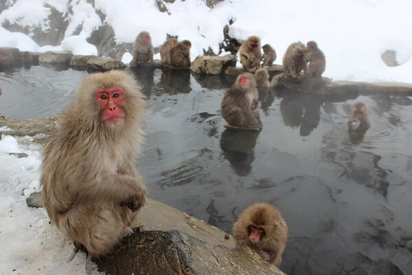 Природные достопримечательности Японии с фото и описанием - Парк обезьян Дзигокудани