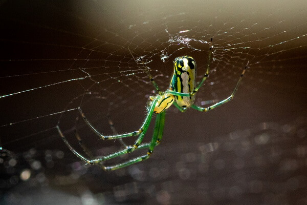 Яркие пауки с фото и описанием - Длиннозубый паук-ткач (Leucauge venusta)