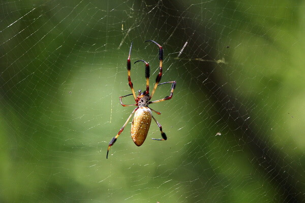 Яркие пауки с фото и описанием - Паук-кругопряд (Nephila clavipes)