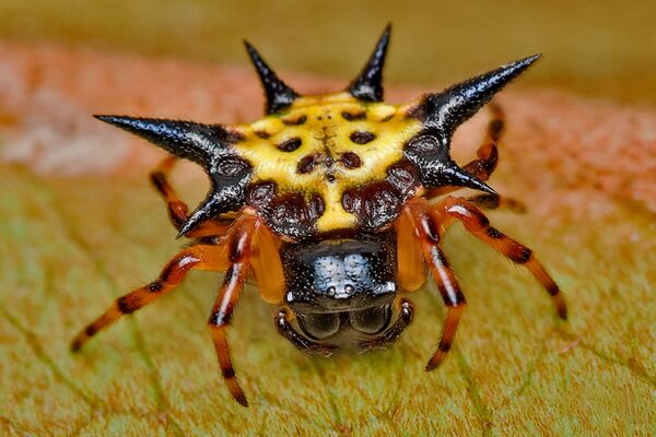 Яркие пауки с фото и описанием - Рогатый паук