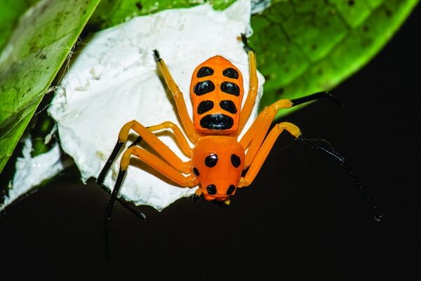 Яркие пауки с фото и описанием - Восьмиточечный паук-краб (Platythomisus octomaculatus)