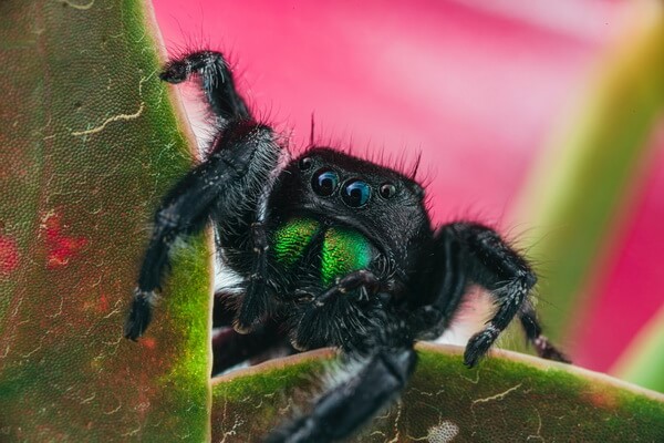 Яркие пауки с фото и описанием - Смелый паук-скакунчик (Phidippus audax)