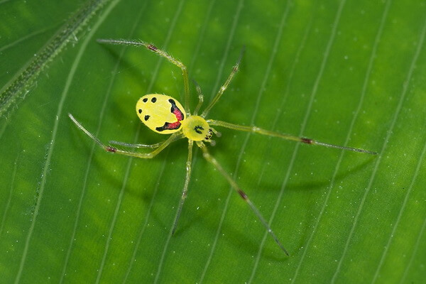 Цветные пауки с фото и описанием - Улыбающийся паук (Theridion grallator)