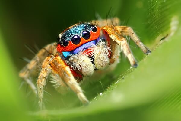Разноцветные пауки с фото и описанием - Багира Киплинга