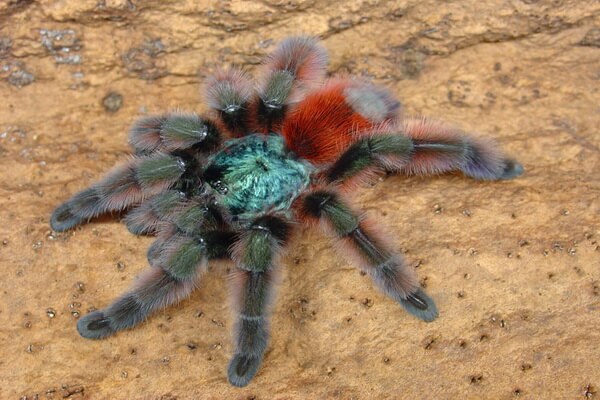 Разноцветные пауки с фото и описанием - Авикулярия версиколор или антильский розовый тарантул (Antilles pinktoe tarantula)