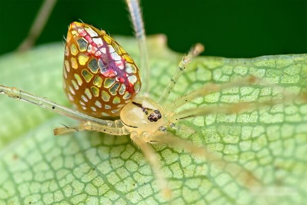 Разноцветные пауки с фото и описанием - Зеркальный паук (Thwaitesia argentiopunctata)