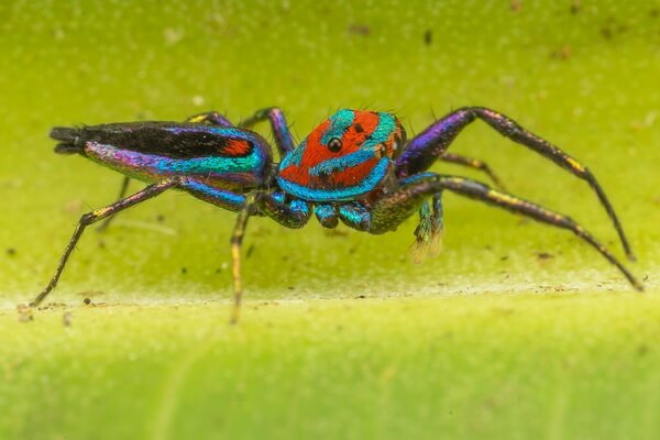 Разноцветные пауки с фото и описанием - Элегантный золотой паук-скакун