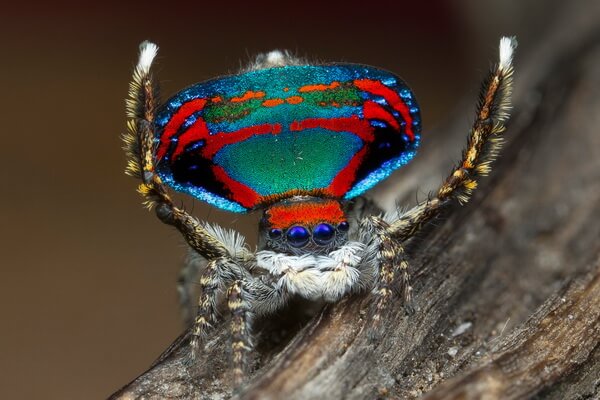Яркие пауки с фото и описанием - Паук-павлин (Maratus volans)