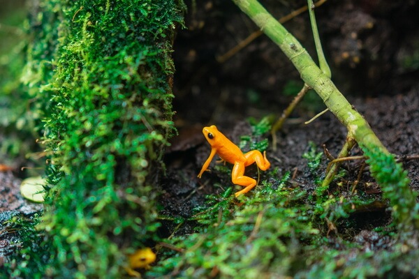 Разноцветные лягушки с фото и описанием - Ужасный листолаз