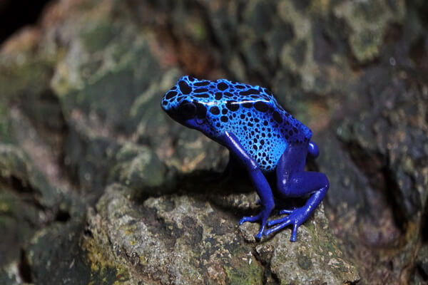 Разноцветные лягушки с фото и описанием - Голубой древолаз