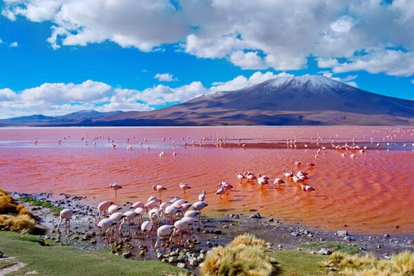 Цветные озёра с фото и описанием - Лагуна-Колорада в Боливии