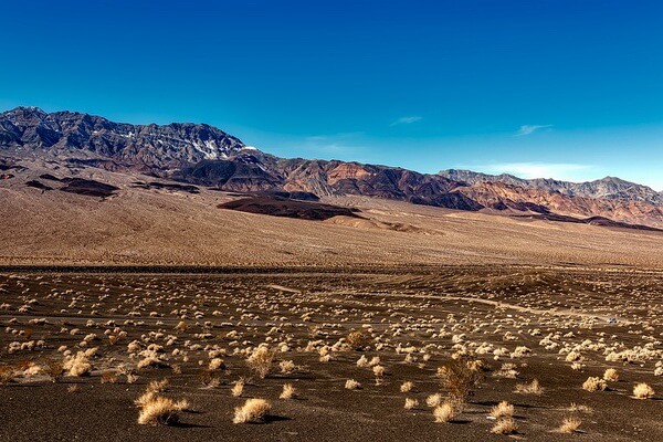 Флора и фауна пустыни Долина смерти