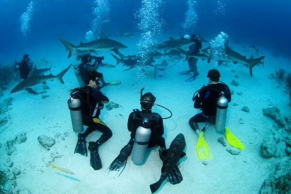 Дайвинг с акулами на Багамах
