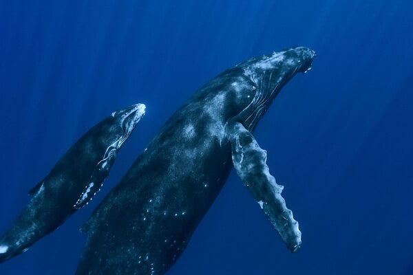 Фауна Антарктиды - Синие киты