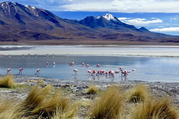 Птицы Аргентины с фото и описанием - Андский фламинго