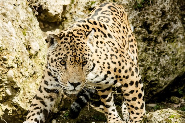 Животные Аргентины с фото и описанием - Ягуар