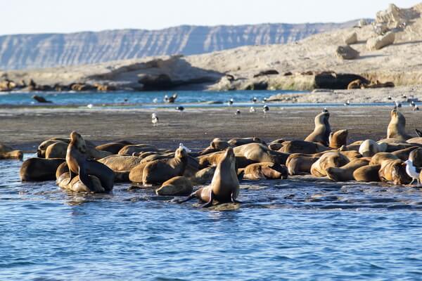 Животные Аргентины с фото - Морские львы на полуострове Вальдес
