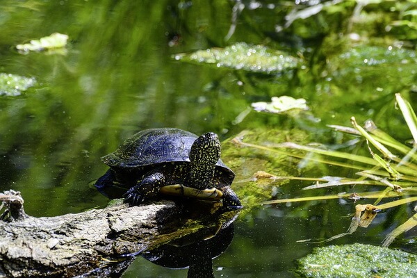 Животные Австрии с фото и описанием - Европейская болотная черепаха
