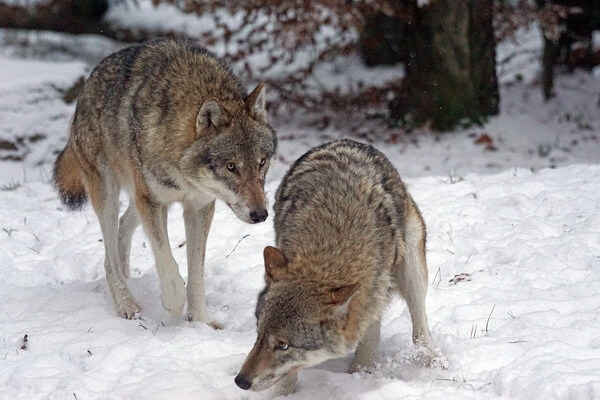 Животные Австрии с фото и описанием - Лесной евразийский волк 