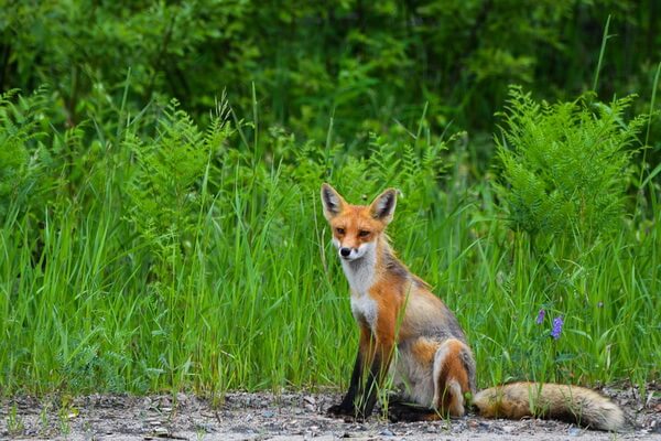 Животные Австрии с фото и описанием - Рыжая лисица