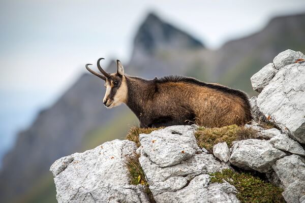 Животные Австрии с фото и описанием - Альпийская серна