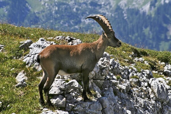 Животные Австрии с фото и описанием - Ибекс или альпийский козерог