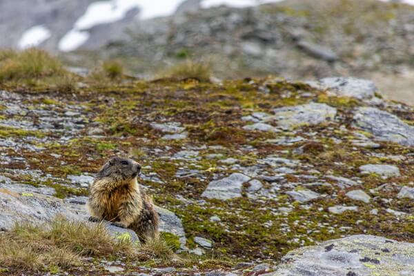 Животные Австрии с фото и описанием - Альпийский сурок