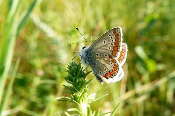 Фауна Австрии - Бабочки