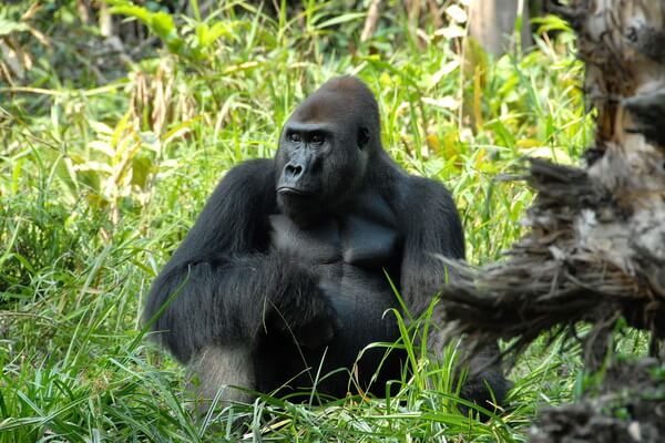 Животные бассейна Конго с фото и описанием - Западная речная горилла